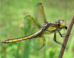 黃緣蜻蜓 黃緣蜻蜓