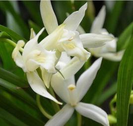 蘭科花卉 蘭科花卉