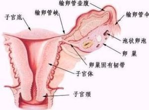 子宮內膜薄