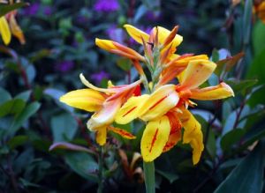 蘭花美人蕉 蘭花美人蕉