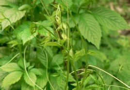 光葉絞股藍 光葉絞股藍