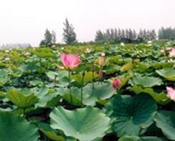許昌千畝荷塘 許昌千畝荷塘