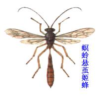 螟蛉懸繭姬蜂