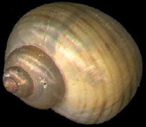 福壽螺患者 福壽螺患者