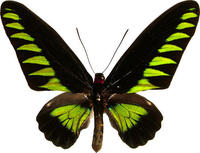 咬鵑翠葉紅頸鳳蝶(雌)