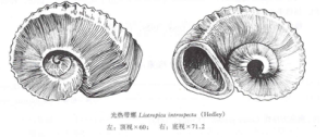 光熱帶螺