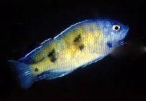 三斑槳鰭麗魚 三斑槳鰭麗魚