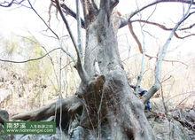 南夢溪 榔榆 千年 古樹