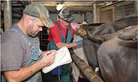 美國畜牧業 美國畜牧業