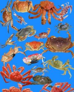 蟹類 蟹類