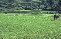 東大灘鄉 東大灘鄉