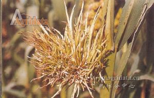 粟(穀子)白髮病 粟(穀子)白髮病