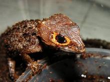 紅眼鷹蜥飼養圖