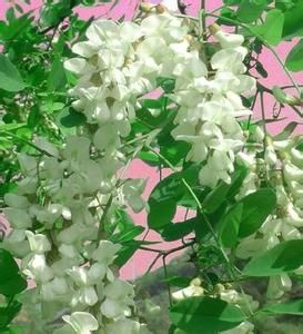 槐米提取物 槐米提取物