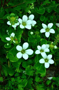 短柱梅花草 短柱梅花草