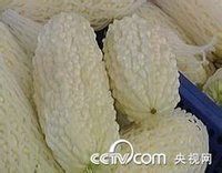 白苦瓜