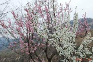 桃李爭妍 桃李爭妍