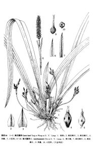 高氏薹草 高氏薹草