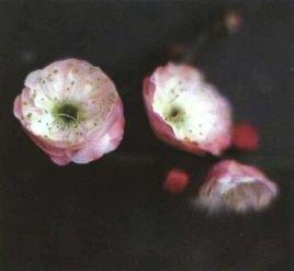 別角晚水 別角晚水