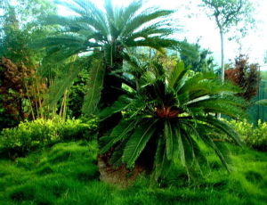 四川攀枝花蘇鐵國家級自然保護區 四川攀枝花蘇鐵國家級自然保護區