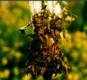 油菜軟腐病 油菜軟腐病