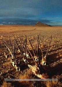 可可西里偷獵和反偷獵 可可西里偷獵和反偷獵