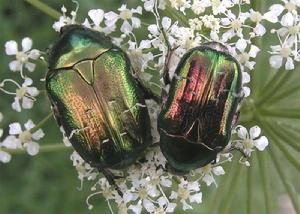 鞘翅目金龜子科 鞘翅目金龜子科