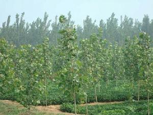 三埠李家村經濟林帶