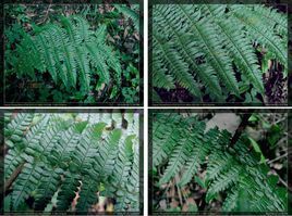 細鱗鱗毛蕨 細鱗鱗毛蕨