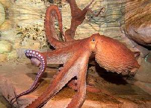 軟體動物門 軟體動物門