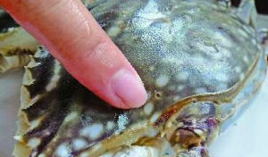 螃蟹身上出現的“針眼”，則可能是同類爭鬥、對抗天敵和捕撈、運輸過程中造成的傷口。