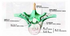 椎間關節 椎間關節