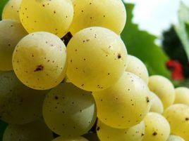 密斯卡岱 Muscadet白葡萄酒 密斯卡岱 Muscadet白葡萄酒