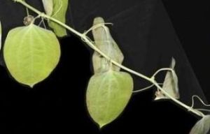 多蕊肖菝葜 多蕊肖菝葜