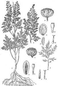 青蒿(原變種) 青蒿(原變種)