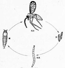 台灣鋏蠓 台灣鋏蠓