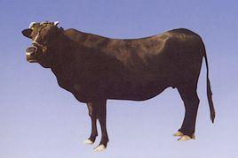 渤海黑牛 渤海黑牛