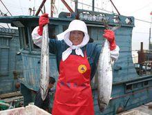 出海歸來收穫的大鮁魚