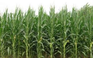 天泰15號 天泰15號