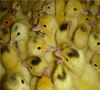 淮南麻鴨 淮南麻鴨