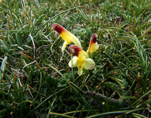 鰓葉歐氏馬先蒿 鰓葉歐氏馬先蒿