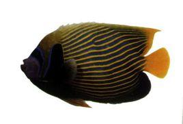 條紋鯛魚 條紋鯛魚