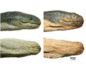 澳大利亞海蛇 澳大利亞海蛇