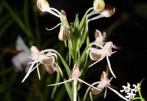 齒片坡參 齒片坡參