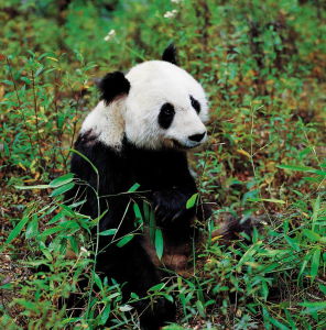 大熊貓