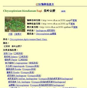 秦嶺金腰 秦嶺金腰