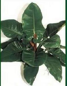 紅苞蔓綠絨 紅苞蔓綠絨