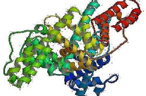 BSA[牛血清白蛋白]