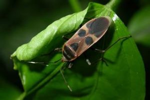 大星椿象 大星椿象
