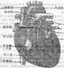 血液系統疾病 血液系統疾病